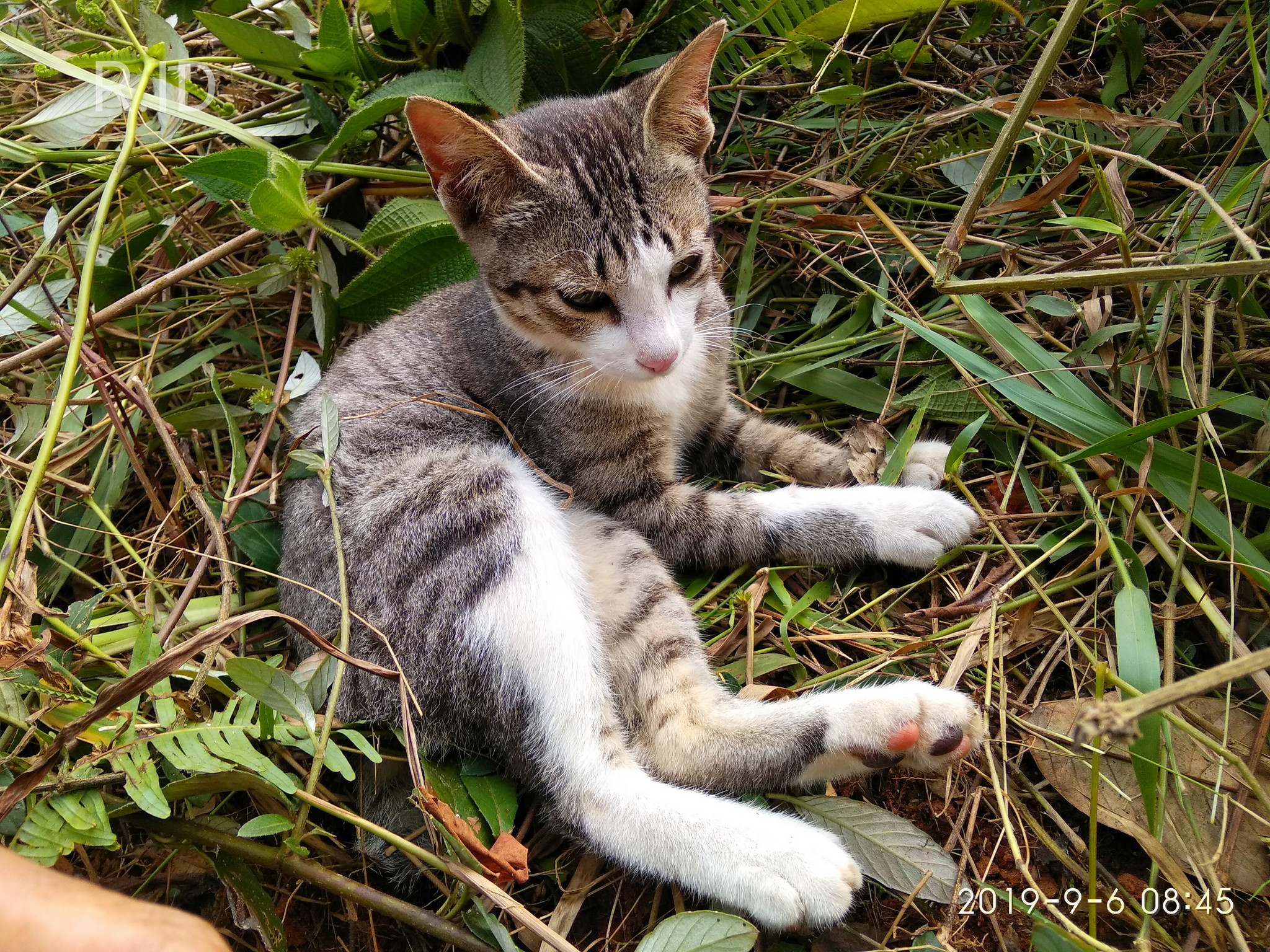 Kucing Yang Lagi Santai Diatas Rumput